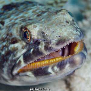 Cleaning shrimp during its work... by Dave Benz 